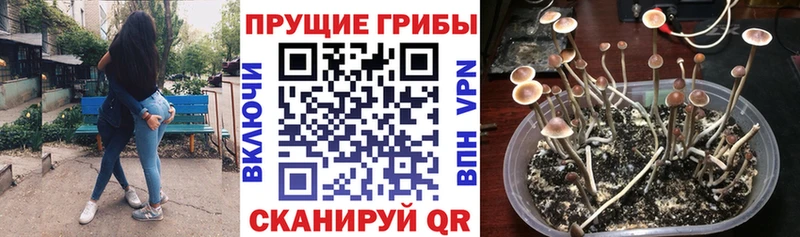 Галлюциногенные грибы Psilocybe  Купить закладки  Мышкин 
